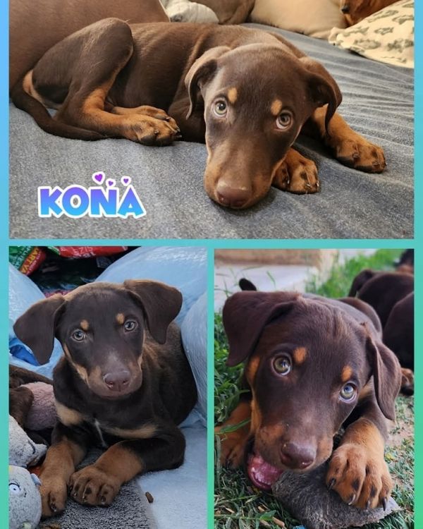 Kona thumbnail 1
