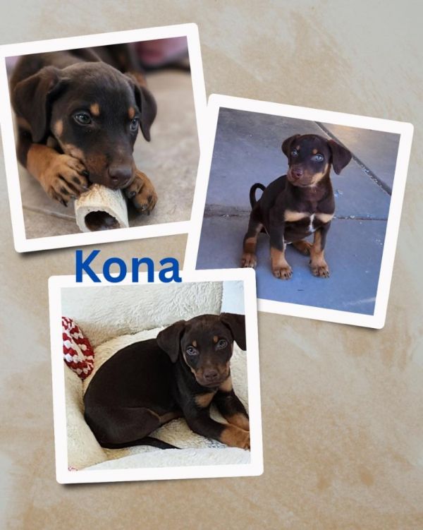 Kona thumbnail 6