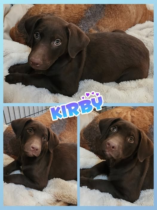 Kirby thumbnail 4
