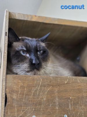 Cocanut, Adult Male Siamese