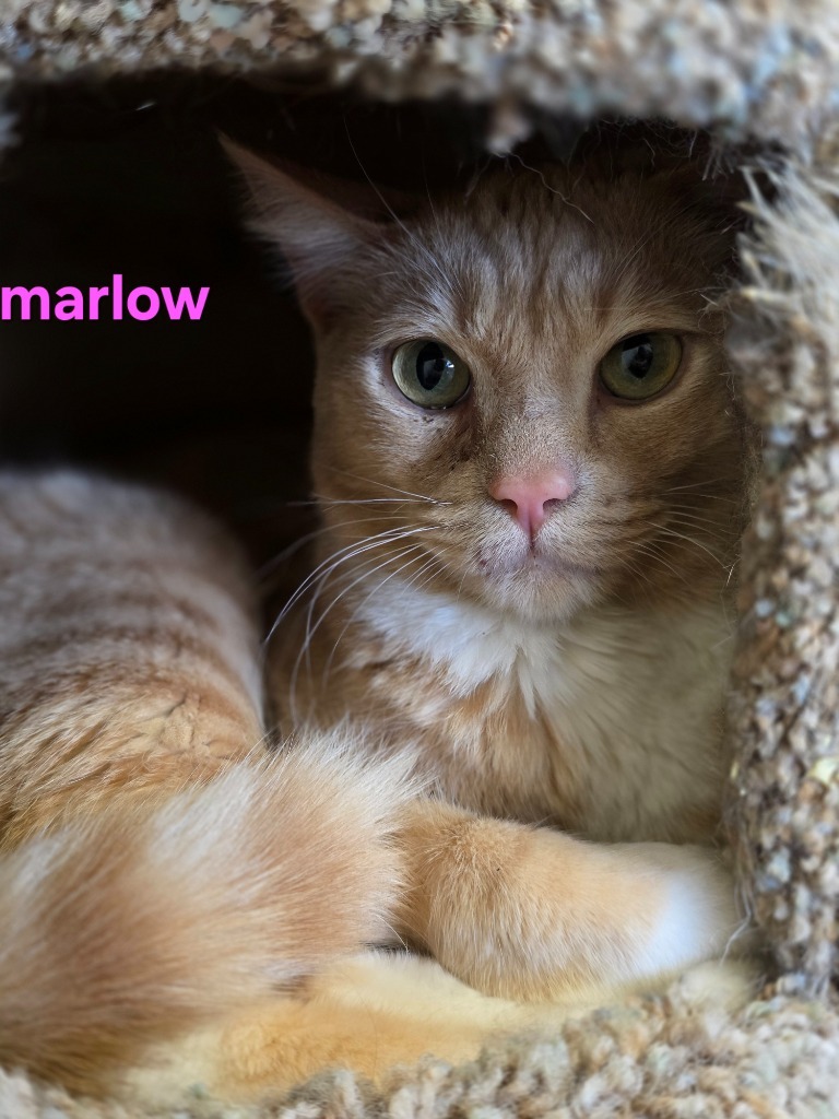 Marlow