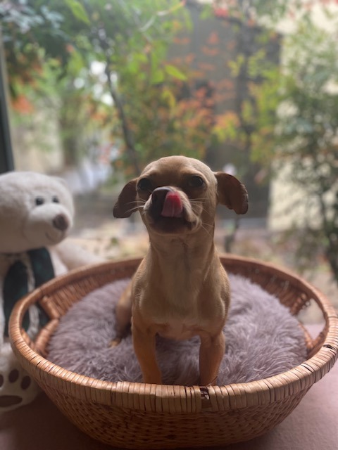 Fonzie