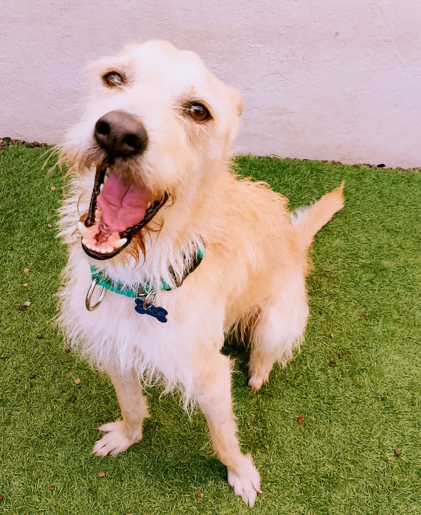Chop, an adoptable Terrier in San Juan de Abajo, NAY, 63732 | Photo Image 1