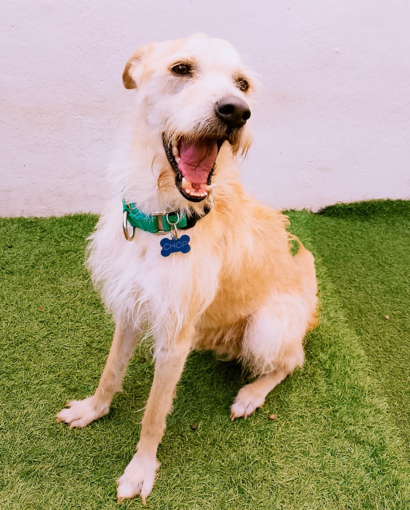 Chop, an adoptable Terrier in San Juan de Abajo, NAY, 63732 | Photo Image 6