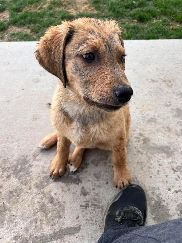 Otis