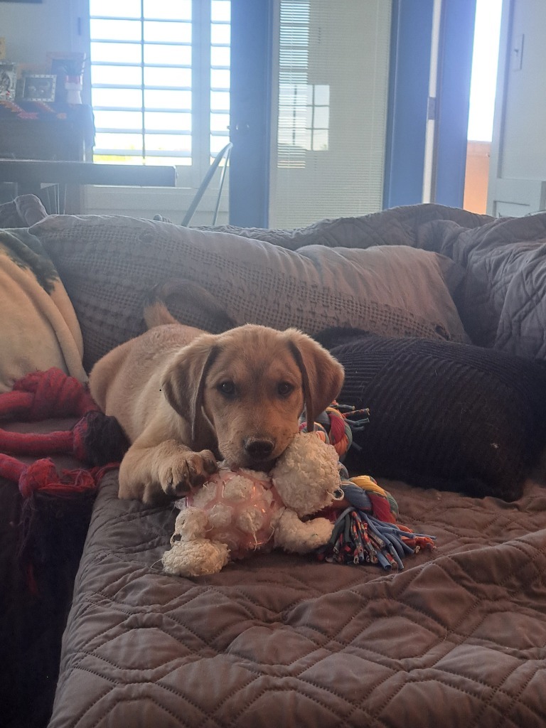 Otis