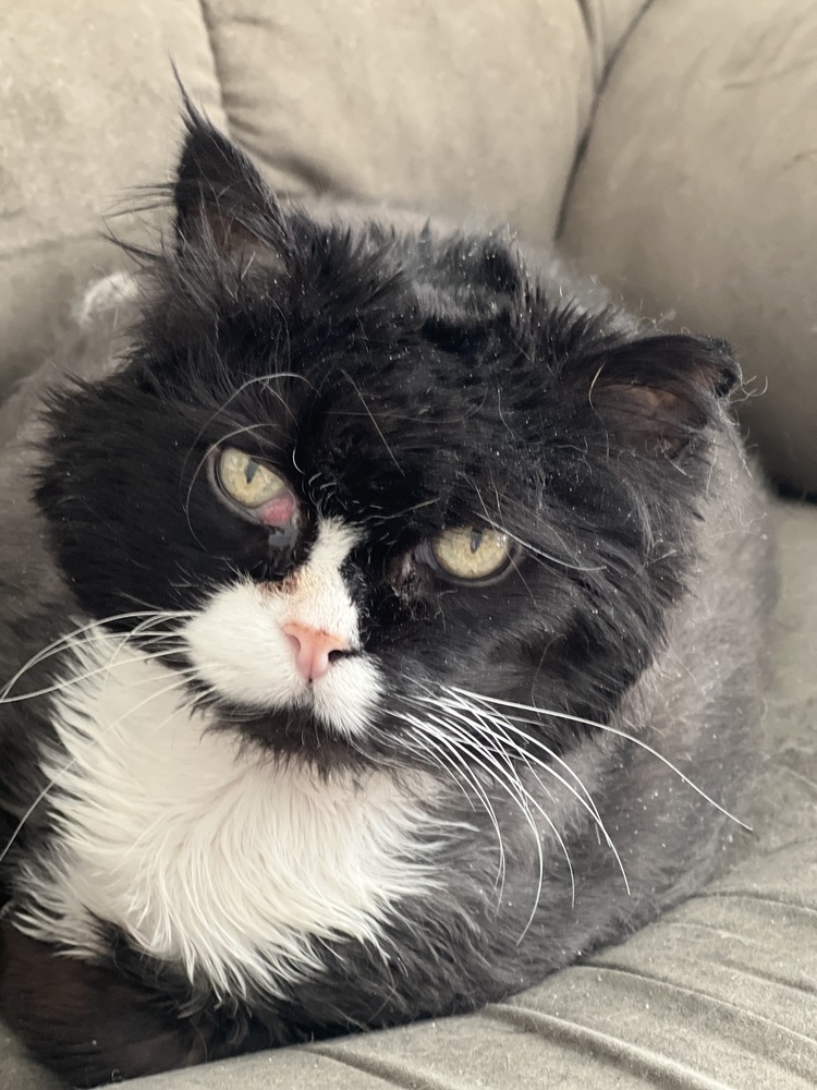 Stitches, an adoptable Persian in Ferndale, MI, 48220 | Photo Image 1