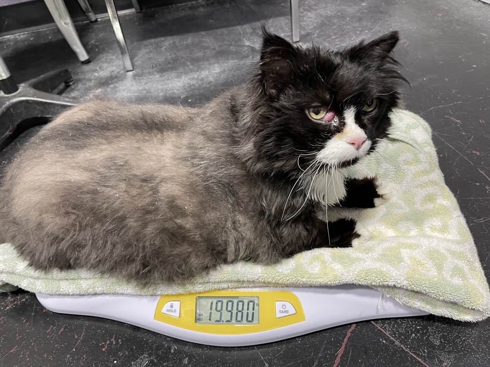 Stitches, an adoptable Persian in Ferndale, MI, 48220 | Photo Image 2