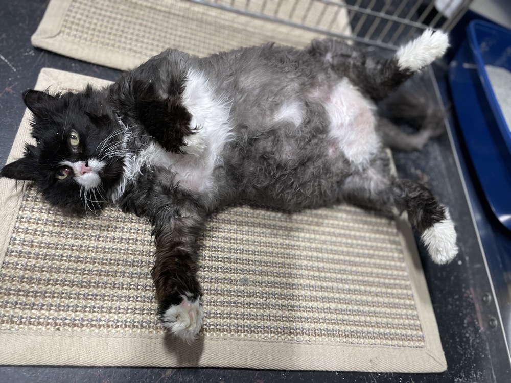 Stitches, an adoptable Persian in Ferndale, MI, 48220 | Photo Image 3
