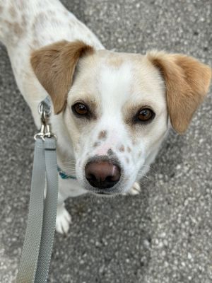 Gilmore, Adult Male Beagle