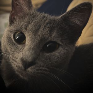 Missy, Young Female American Shorthair