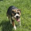 Roxie