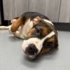 Roxie