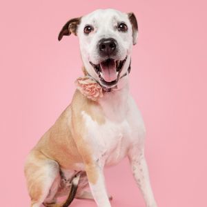 Lucy, Adult Female Pit Bull Terrier