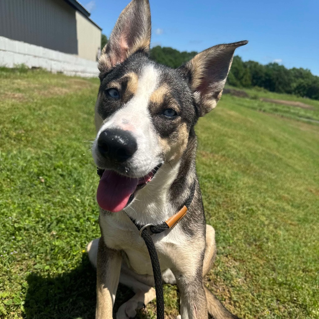 Amara
