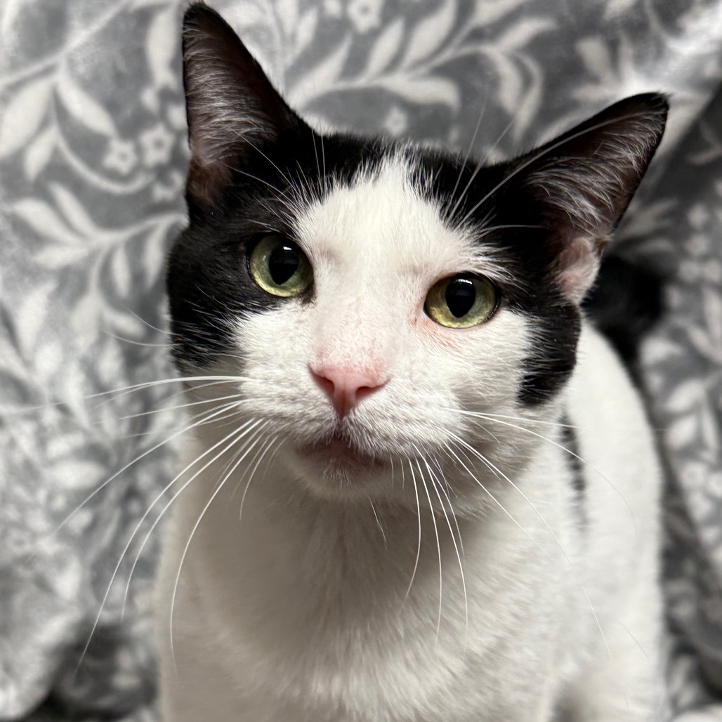 Rabbit, an adoptable American Bobtail in Hackett, AR, 72937 | Photo Image 1