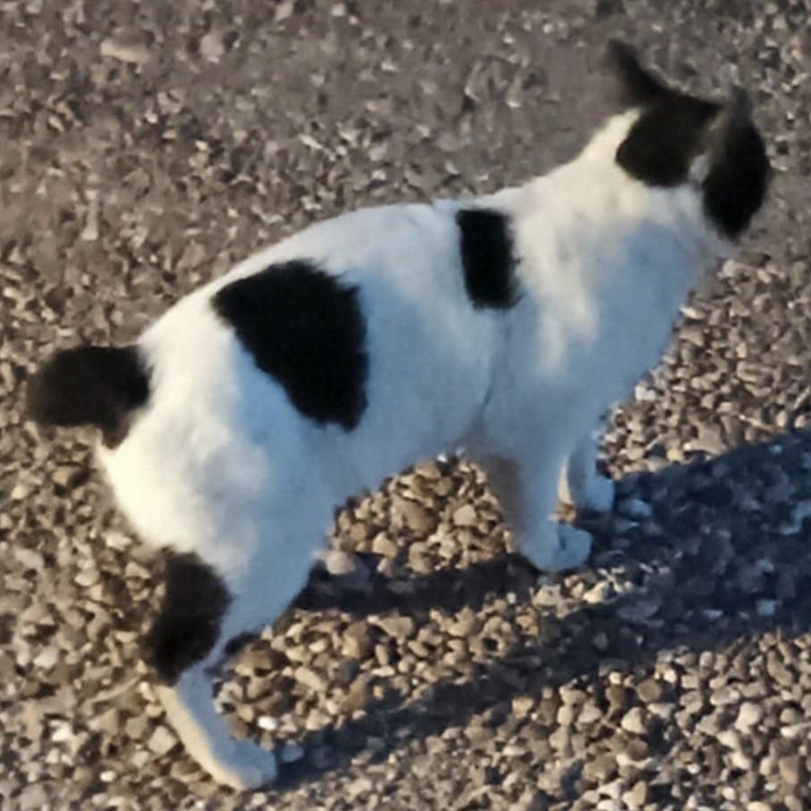 Rabbit, an adoptable American Bobtail in Hackett, AR, 72937 | Photo Image 2