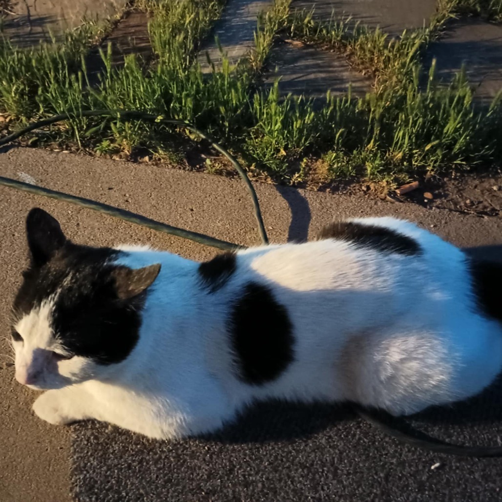 Rabbit, an adoptable American Bobtail in Hackett, AR, 72937 | Photo Image 3