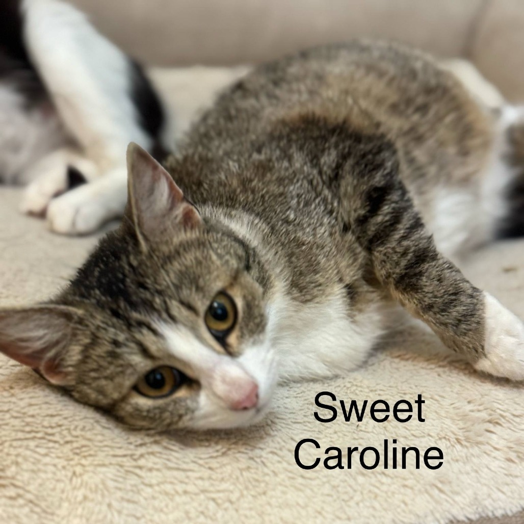 Sweet Caroline