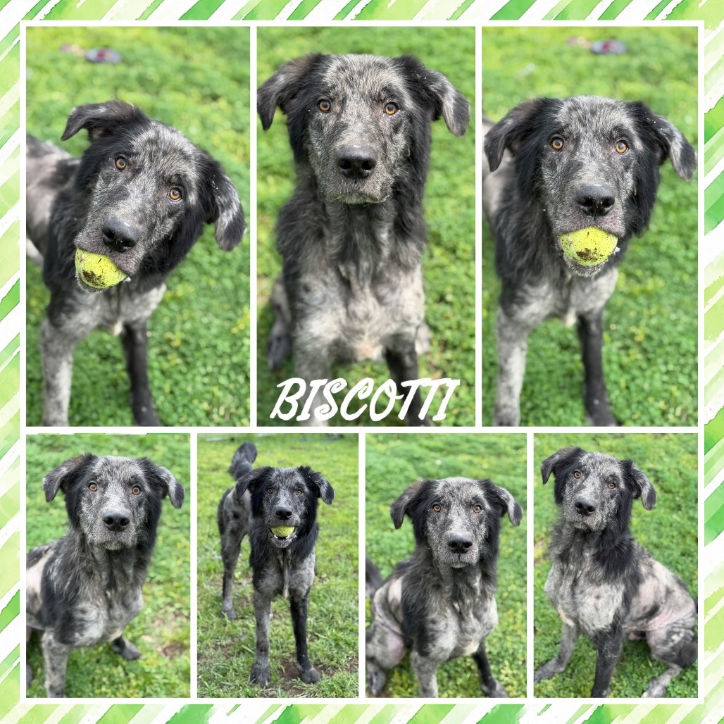 Biscotti (Scotti)