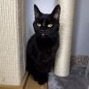 Batcat photo 1