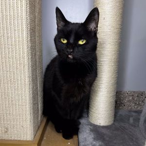 Batcat, Senior Female Domestic Short Hair