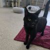 Batcat photo 2