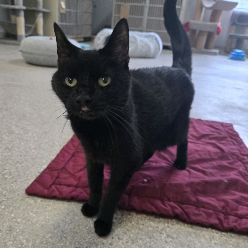 Batcat, an adoptable Domestic Short Hair in Conway, NH, 03818 | Photo Image 3