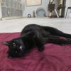 Batcat photo 4