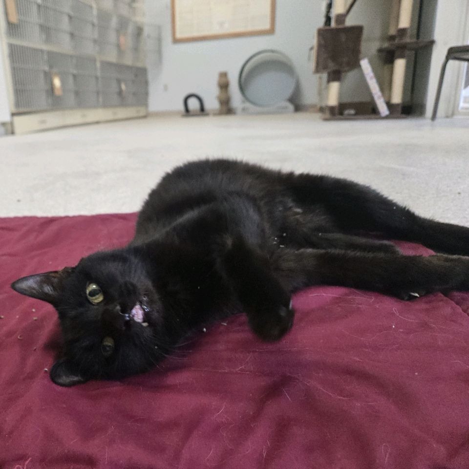 Batcat, an adoptable Domestic Short Hair in Conway, NH, 03818 | Photo Image 4