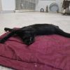 Batcat photo 5