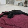 Batcat photo 6