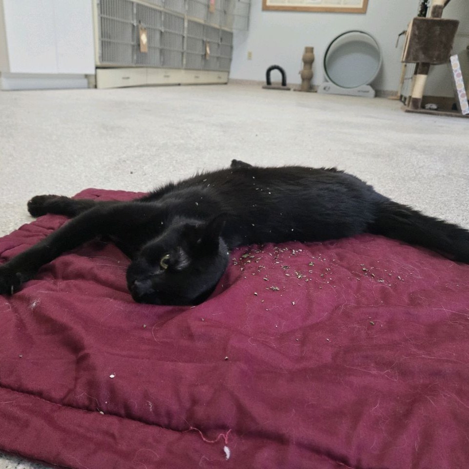 Batcat, an adoptable Domestic Short Hair in Conway, NH, 03818 | Photo Image 6