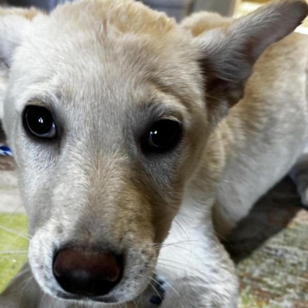 Cassie thumbnail 3