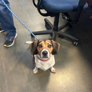 Bagel, Adult Female Beagle