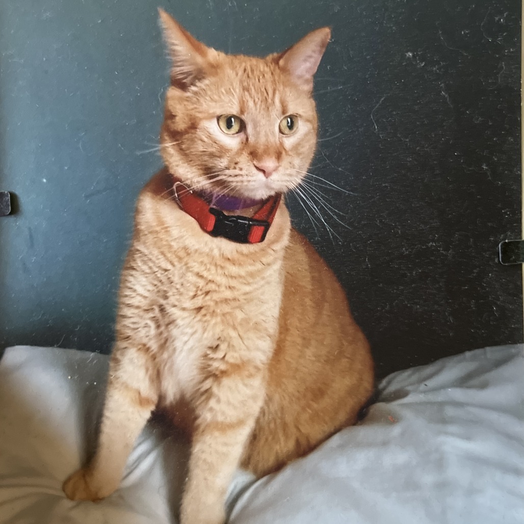 Garfield