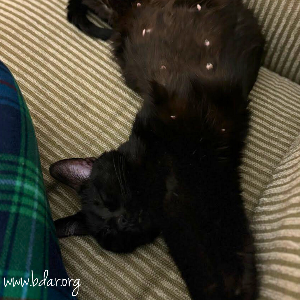 Kitty Purry