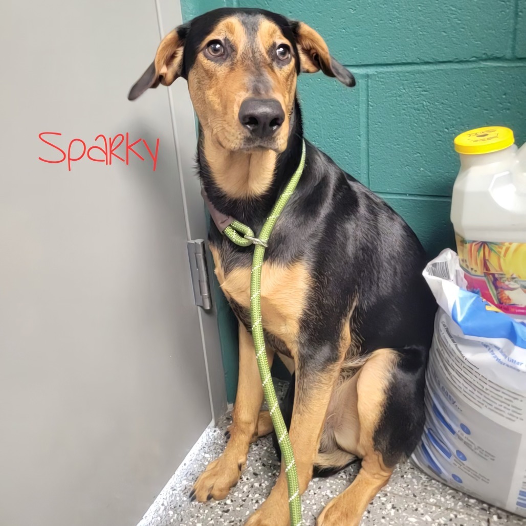 Sparky