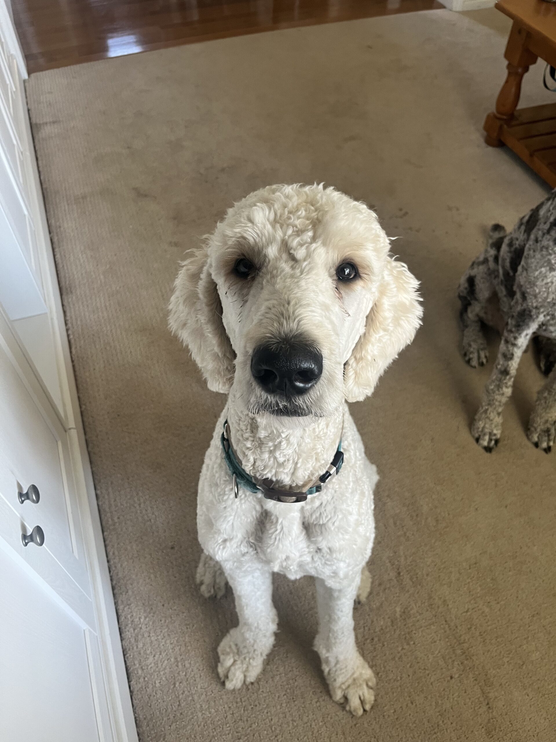 Teddy, an adoptable Standard Poodle in Oshawa, ON, L1J 6H7 | Photo Image 1