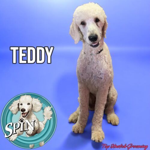 Teddy, an adoptable Standard Poodle in Oshawa, ON, L1J 6H7 | Photo Image 2