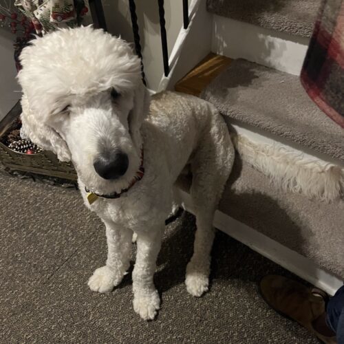 Teddy, an adoptable Standard Poodle in Oshawa, ON, L1J 6H7 | Photo Image 3