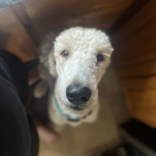 Teddy, an adoptable Standard Poodle in Oshawa, ON, L1J 6H7 | Photo Image 4