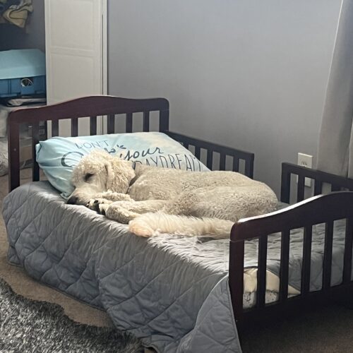 Teddy, an adoptable Standard Poodle in Oshawa, ON, L1J 6H7 | Photo Image 5