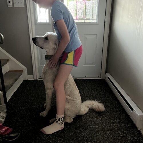 Teddy, an adoptable Standard Poodle in Oshawa, ON, L1J 6H7 | Photo Image 6
