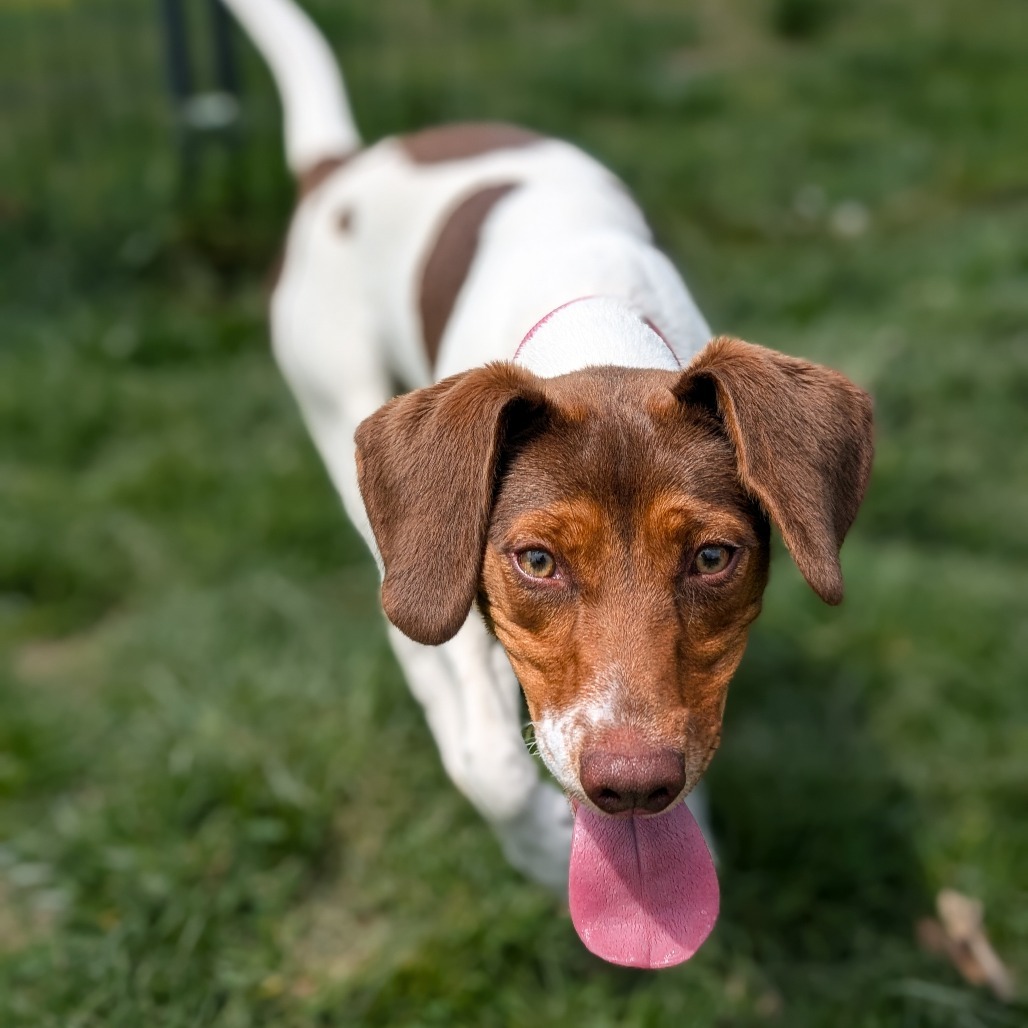 Daisy