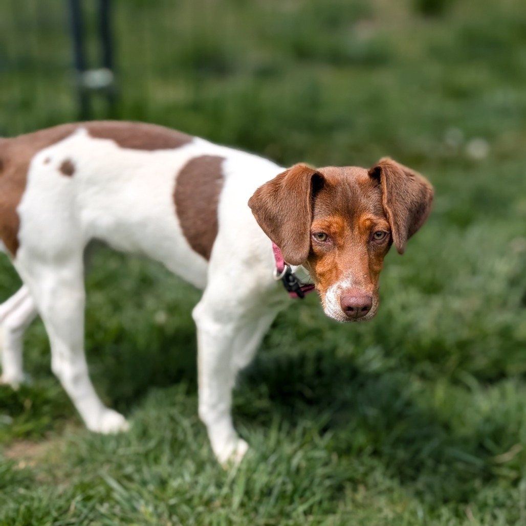 Daisy
