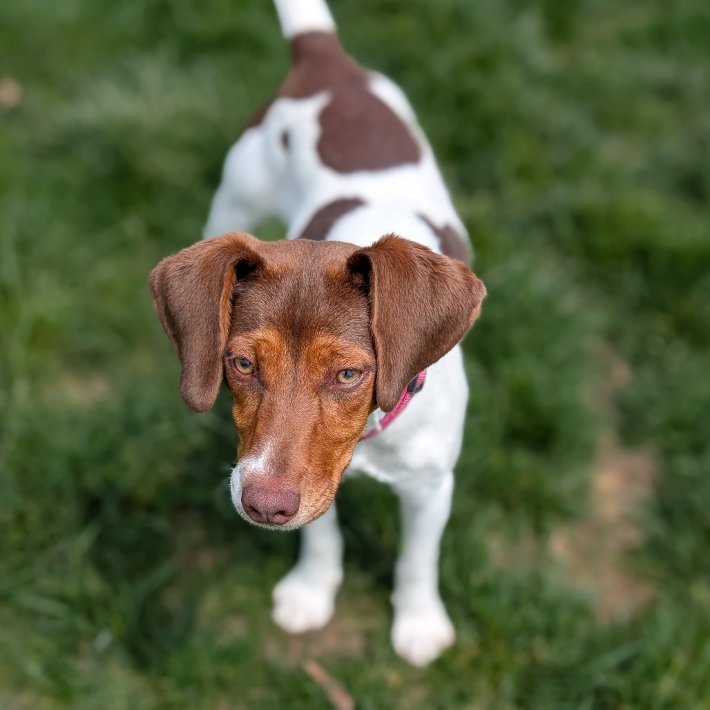 Daisy