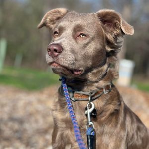 Rollie, Adult Male Labrador Retriever
