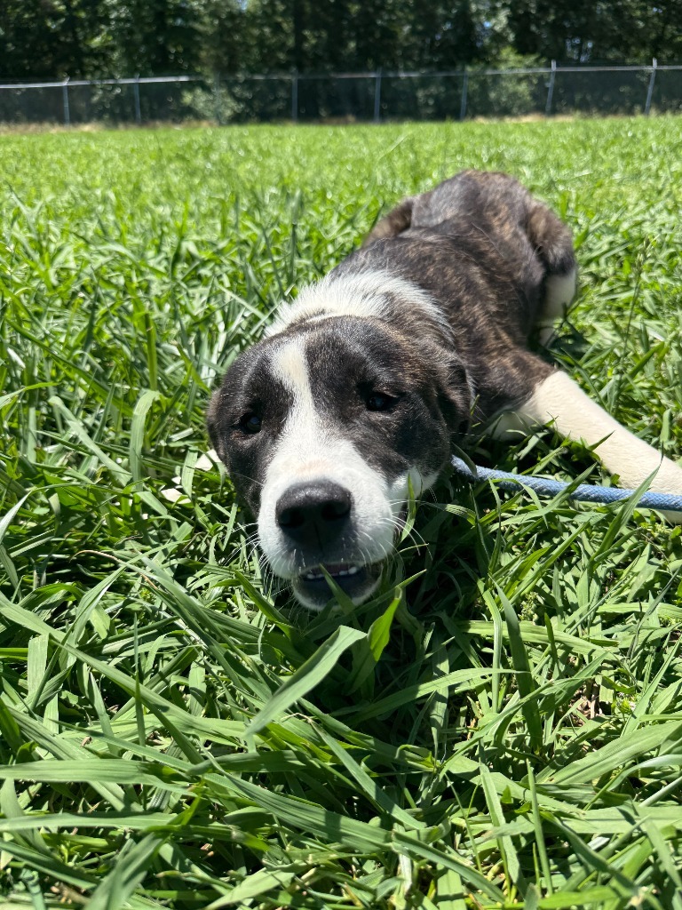 Sassy Stars - Adoptable Awaiting S/N