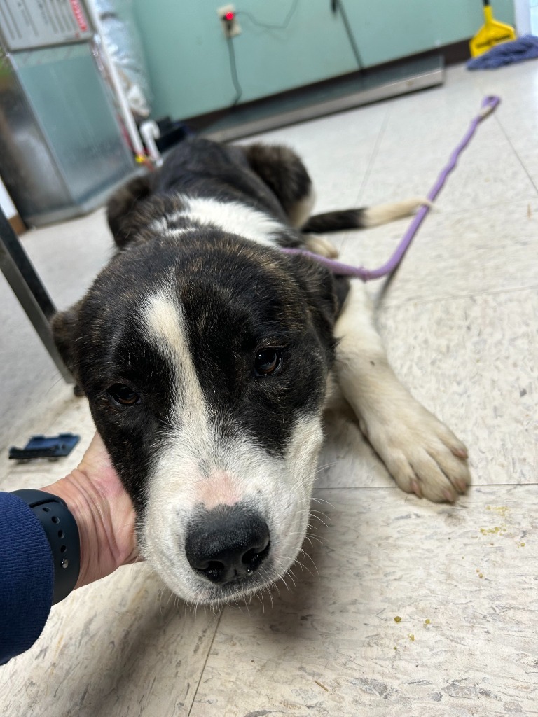 Sassy Stars - Adoptable Awaiting S/N